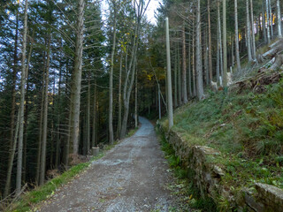 autumn view of a Lombard forest