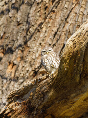 Little Owl (Athene noctua) perched on a large tree branch, taken in the UK