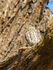 Little Owl (Athene noctua) perched on a large tree branch, taken in the UK