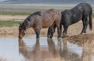Fototapeta premium Wild Horses at a Waterhole in the Utah Desert