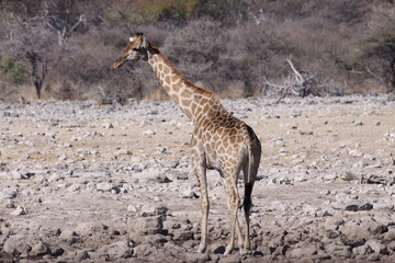 Giraffe in Namibia