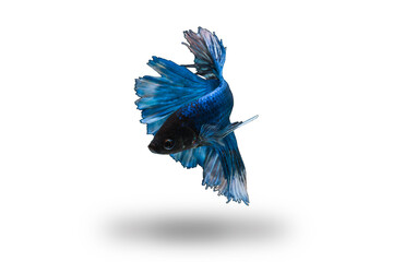 fighting fish on white background