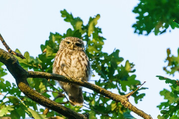 Little Owl (Athene noctua)  perched on a branch in late evening, taken in the UK