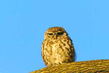 Little Owl (Athene noctua) against blue background on a lbranch, taken in the UK