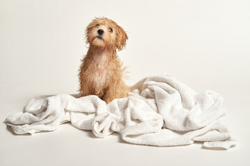 puppy playing on a towel after bathing on a white background