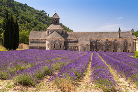 Lavender fields near the abbey of S&eacute;nanque. Gordes, Vaucluse, Provence-Alpes-C&ocirc;te d'Azur, France.