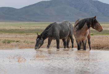 Wild Horses at a Waterhole in the Utah Desert