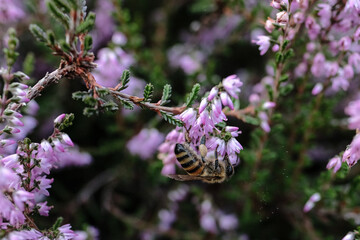 Westruper Heide