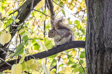cute wild gray squirrel on tree branch