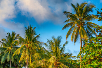 Fototapeta na wymiar Coconut palm tree under blue sky. Travel tropical background.