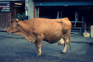 Limpurg Cow, German bred, cattle in zoo enclosure as seen in camera phone