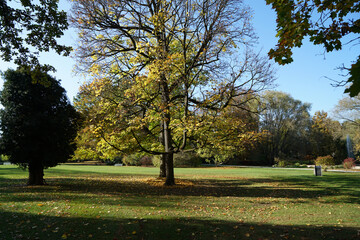 Back light shot on an autumn day in the german park