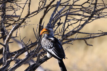 Hornbill in tree, Namibia