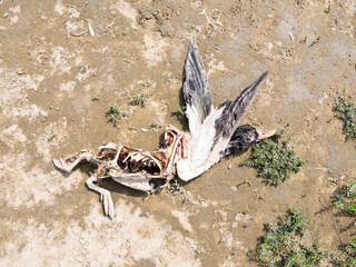 Body of dead common shelduck, Tadorna tadorna, on beach, Netherlands