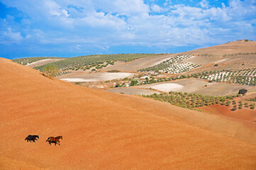 Two horses on the brown valley, cloudy sky. Summer, Spain © Tamara