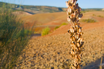 Brown dry spike with black seeds, brown fields background