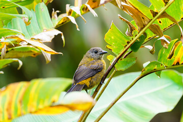 Passerini's Tanager (Ramphocelus passerinii) female with orange front and grey head and back, taken in Costa Rica