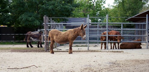 Large Donkey's in zoo stable enclosure, Baudet du Poitou