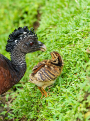 Great Curassow (Crax rubra) female with chick, taken in Costa Rica
