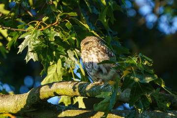 Little owl (Athene noctua)  perched on a branch in late evening, taken in the UK