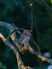 Juvenile Little Owl (Athene noctua) at dusk, taken in the UK