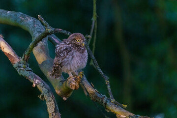 Juvenile Little Owl (Athene noctua) at dusk, taken in the UK