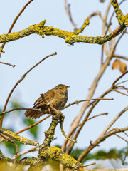 Wren (Troglodytes troglodytes) perched, taken in the UK