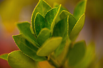Fototapeta na wymiar Macro photo of vivid bright and colorful green plant