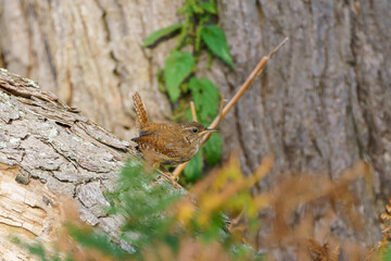 Wren (Troglodytes troglodytes) perched, taken in the UK