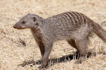 Mongoose in Namibia