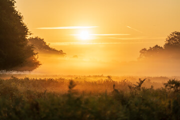 Sunrise in a park, Hampton, England.  on a foggy day in late summer