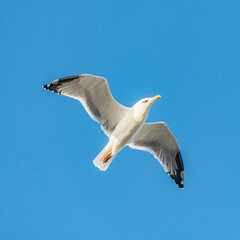 Seagull flying above the sea on the blue sky baclground.