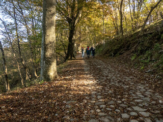 Fototapeta premium autumnal view of a forest in Lombardy