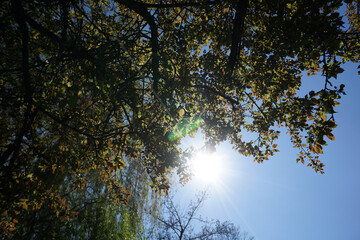 Back light shot on an autumn day in the german park