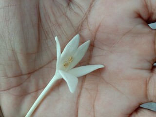 Millingtonia hortensis  on hand have a fragrant white trumpet shaped flower, popular as an...