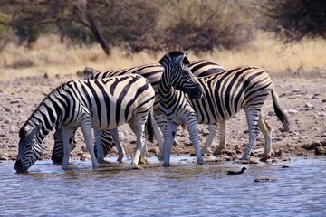Fototapeta na wymiar Four zebras drinking at water hole