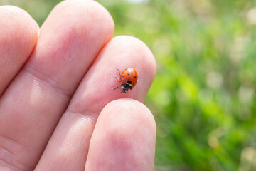 Close-up of a ladybug on a girl's hand