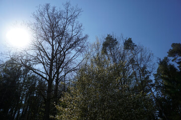Back light shot on an autumn day in the german park