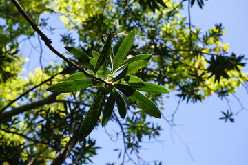 green leaves and blue sky