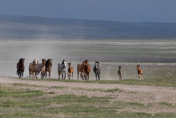 Herd of Wild Horses in Spring in the Utah Desert
