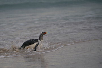 Gentoo Penguins (Pygoscelis papua) emerging from the sea onto a large sandy beach on Bleaker Island...