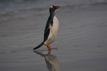 Naklejka premium Gentoo Penguins (Pygoscelis papua) emerging from the sea onto a large sandy beach on Bleaker Island in the Falkland Islands.