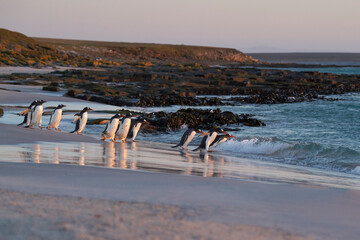 Fototapeta na wymiar Gentoo Penguins (Pygoscelis papua) heading to sea early in the morning from a sandy beach on Bleaker Island in the Falkland Islands.