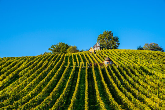 Germany, Green rows of a vineyard on grafenberg in schorndorf in warm evening sunlight in autumn season