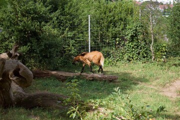 A Maned wolf in a zoo woodland enclosure