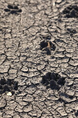 Animal footprint tracks in dried mud - 299956441