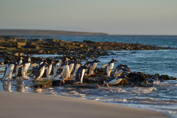 Gentoo Penguins (Pygoscelis papua) heading to sea early in the morning from a sandy beach on...
