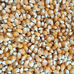 corn grains scattered on the counter