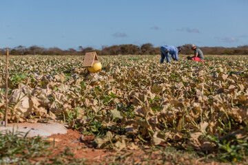 melon plants during harvesting time in brazil