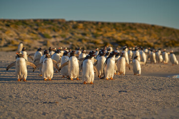 Gentoo Penguins (Pygoscelis papua) heading to sea early in the morning from a sandy beach on Bleaker Island in the Falkland Islands.